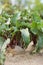 Red beet root plant harvesting in the garden field, macro,