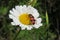 Red beetle on chamomile flower in the garden, closeup