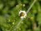 Red beetle on chamomille flower