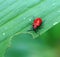 Red beetle forest pest with Latin name Lilioceris lilii, narrow focus area