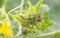 Red beetle insect on leaf