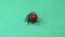 Red beetle isolated on a green background. Insect looks like a ladybird, ladybug