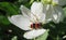 Red beetle on jasmine flowers in the garden, closeup