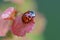 Red beetle of ladybug sits on leaf