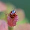 Red beetle of ladybug sits on leaf