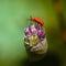 Red beetle leaf beetle with a shiny peacock