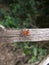 Red beetle with long antennae on tree branch in Swaziland