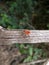 Red beetle with long antennae on tree branch in Swaziland