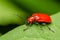 Red Beetle Macro