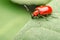 Red Beetle Macro