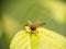 Red beetle, probably cardinal beetle, taking off, wings aloft.