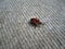 Red beetle pyrrhocoris apterus