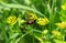 Red beetle on tansy plant in the garden, closeup