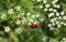 Red beetle on white flowers, closeup