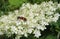 Red beetle on white flowers in the garden, closeup