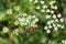 Red beetle on white flowers in the meadow, closeup