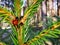 Red Beetles with Babies on a Pine Tree