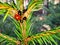 Red Beetles with Babies on a Pine Tree