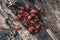 Red beetles in mating season on an old tree