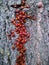 Red beetles on a tree. Pyrrhocoris apterus