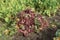 Red beets with leaves lies in a large pile. moreover, nearby grows an assembled sugar beet
