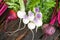 Red beets and white turnips with greens on an old wooden table