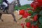 Red begonia flowers and horse riding arena in the background in rain