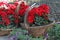 Red Begonia flowers in knitted baskets for gifts.Floral pattern, flowers background