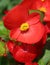 Red Begonia semperflorens