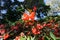 Red begonia Wax begonia, Fibrous Begonia flower