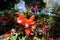 Red begonia Wax begonia, Fibrous Begonia flower
