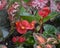 Red Begonias, Coleus, and Caladium Shade Garden