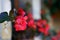 Red begonias in a vase hanging on a wall, detail