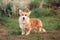 A red beige little corgi puppy wags its long tail standing on the green grass