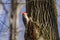 Red belied woodpecker. Natural scene from Wisconsin.