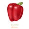 Red bell pepper, hand drawn illustration