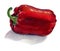 Red bell pepper. Hand drawn watercolor painting on white background,