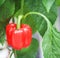 Red bell pepper, sweet pepper or fresh capsicum growing, organic vegetable in farm