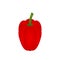 Red bell pepper vector illustration. Paprika clip art on white background.