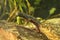 Red-bellied amphibian Danube crested newt, Triturus dobrogicus