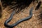 Red bellied black snake