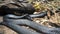 Red bellied black snakes