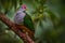 Red-bellied fruit dove, Ptilinopus greyi, in lowland forest in New Caledonia close to Australia. Rare green pink pigeon dove, bird