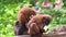 Red bellied lemur couple eating vegetables together, zoo animal feeding, vulnerable primate specie from madagascar