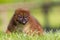 Red-bellied Lemur (Eulemur rubriventer)