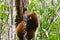 Red-bellied lemur Eulemur rubriventer, Rainforest