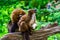 Red bellied lemur making a funny face while eating, Vulnerable animal specie from Madagascar