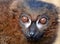 Red-Bellied Lemur Portrait (Eulemur rubriventer)