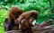 Red bellied lemurs eating vegetables together, Zoo animal feeding, Vulnerable primate specie from madagascar