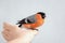 The red-bellied male bullfinch in the hand